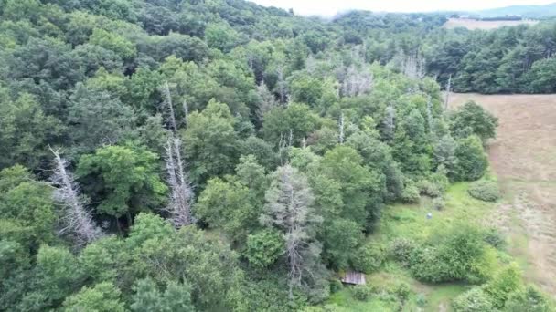 Dode Bomen Scheermessen Langs Kam Van Blauwe Bergkam Nabij Blazende — Stockvideo