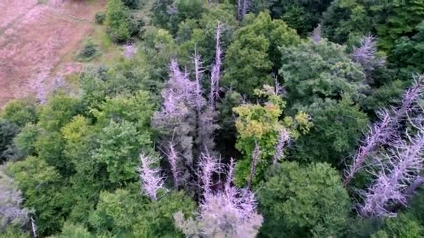 Alberi Cicuta Morti Appaiono Spettrale Lungo Cresta Blu Catena Montuosa — Video Stock