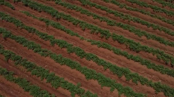 Terres Agricoles Cultures Cultivées Dans Vaste Champ Hawaï Emplacement Big — Video