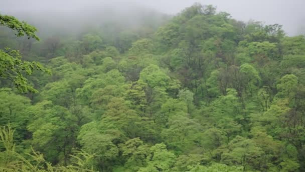 Mist Πάνω Από Δάσος Του Tottori Daisen National Park Ιαπωνία — Αρχείο Βίντεο