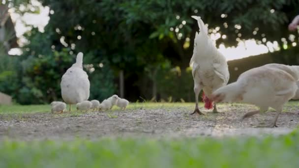 Witte Kippen Met Fokdieren Die Uit Grond Eten — Stockvideo