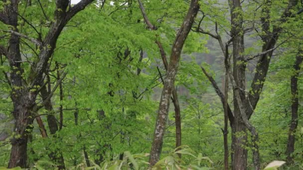 Daisen National Park Αργό Τηγάνι Πάνω Από Διατηρημένα Δάση Οξιάς — Αρχείο Βίντεο