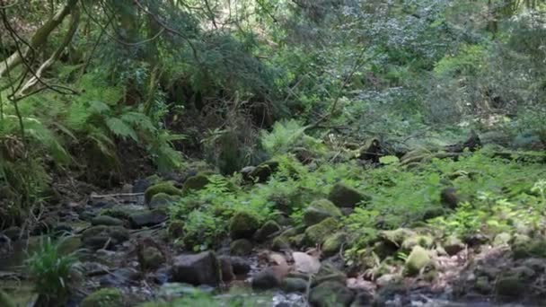 Rio Floresta Nawa Daisen Cho Tottori Japão — Vídeo de Stock