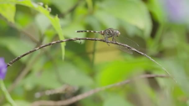 Vista Macro Una Sabina Ortetral Una Rama — Vídeos de Stock