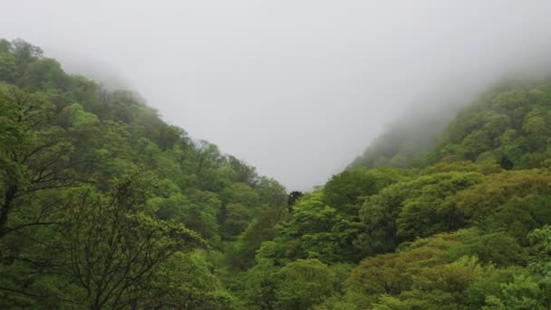 Misty Κορυφή Του Όρους Daisen Tottori Ιαπωνία Pan Αρχέγονο Δάσος — Αρχείο Βίντεο