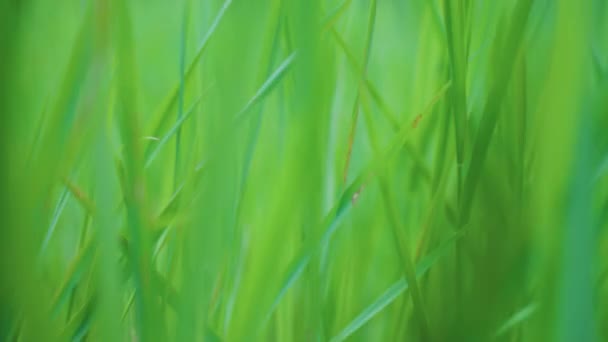 Πεδίο Ρυζιού Στενό Βάθος Πεδίου Ώθηση Μέσα Από Φυτά Daisen — Αρχείο Βίντεο