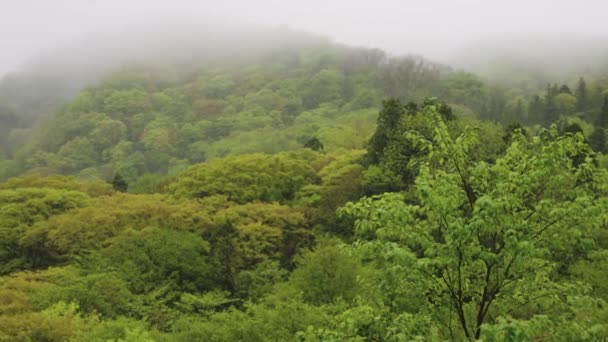 Mist Shrouded Primeval Beech Forest Daisen Ιαπωνία — Αρχείο Βίντεο