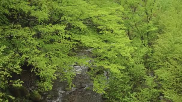 日本东北地区大森山的山毛榉森林在雨中 — 图库视频影像