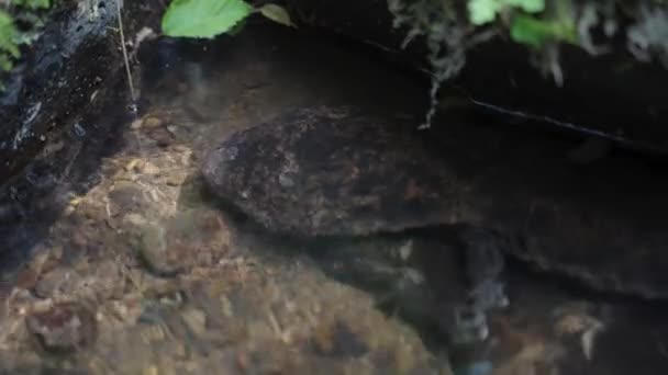 Andrias Japonicus Salamandre Géante Japonaise Cachée Sous Roche Dans Rivière — Video