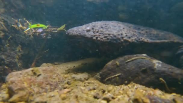 Salamandra Gigante Japonesa Bajo Agua Río Prefectura Tottori — Vídeos de Stock