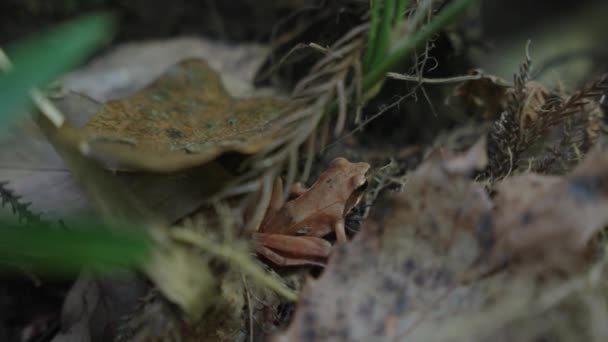 Μικρό Ιαπωνικό Brown Forest Froglet Στο Εθνικό Πάρκο Daisen — Αρχείο Βίντεο