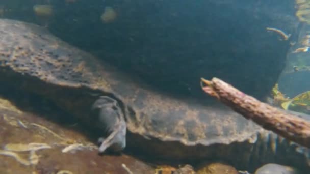 日本巨人萨拉曼德在纳瓦河的岩石下慢慢地寻找猎物 — 图库视频影像