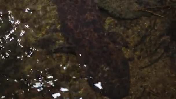 日本巨人色拉曼德在夜间横渡河流 — 图库视频影像