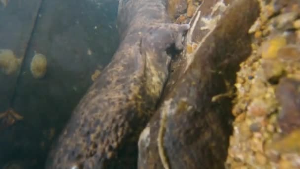 Giant Japanese Salamander Lurking Rock Tottori River — Stock Video