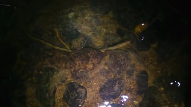 日本巨人Salamander晚上在河里慢动作穿越水 — 图库视频影像