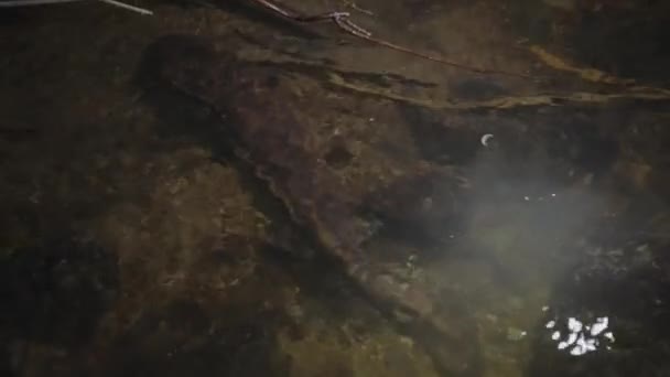 Tottori River Night Endangered Japanese Giant Salamander Moving Water — Stock Video