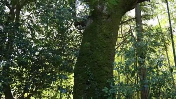 古い苔むした日本の木 スローモーションの傾きアップショット 鳥取県日本 — ストック動画