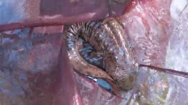 Enorma Japanska Jätten Salamander Fångad Nätet Tottori Japan — Stockvideo