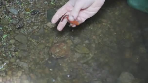 Japanese Fire Belly Newt Being Examined Researching Tottori Japan — Stock Video