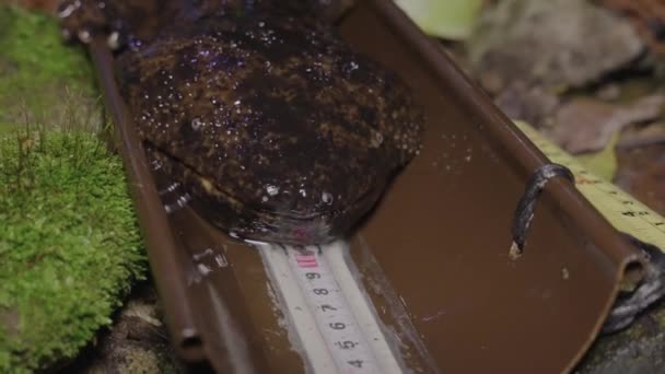Salamandra Gigante Japonesa Andrias Japonicus Close Face Tottori Japão — Vídeo de Stock