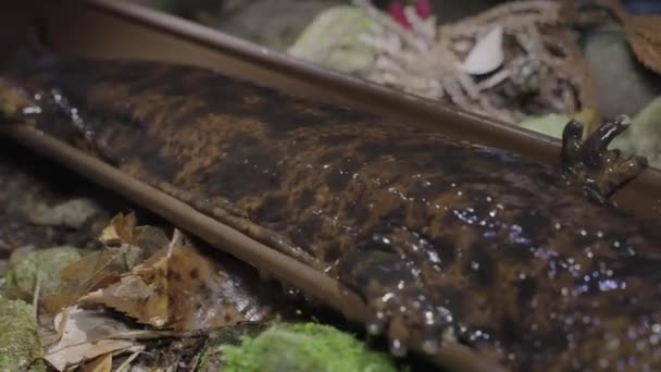 Osanshouo Japanese Giant Salamander Being Studied Night — 图库视频影像