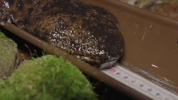 日本巨型鲑鱼正在被测量以进行保育研究 — 图库视频影像