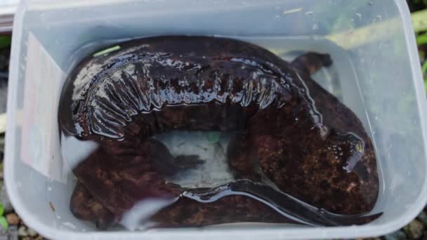 Κοντινό Πλάνο Του Μικρού Osanshouo Ιαπωνικός Γίγαντας Salamander Μελετάται — Αρχείο Βίντεο