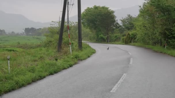 Camino Cruce Faisanes Tottori Countryside Road Rainy Day — Vídeo de stock