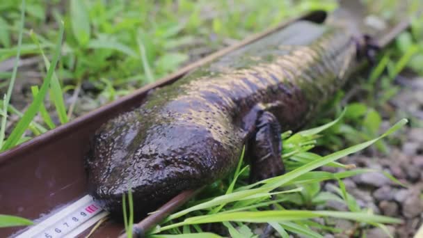 Primer Plano Salamandra Japonesa Gigante Andrias Japonicus Estudio — Vídeos de Stock