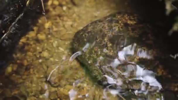 Primer Plano Salamandra Gigante Japonesa Escondida Bajo Roca Río Tottori — Vídeos de Stock
