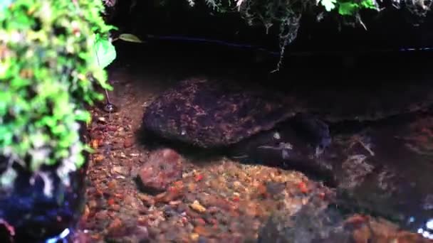 Salamandra Gigante Giapponese Torrente Montagna Trasparente Tottori Giappone — Video Stock