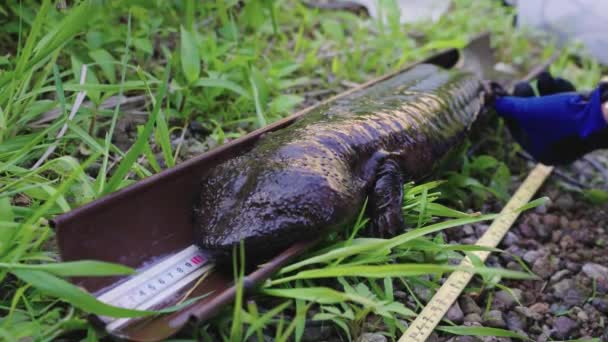 Salamandra Gigante Japonesa Masiva Mide Para Investigación Conservación — Vídeos de Stock