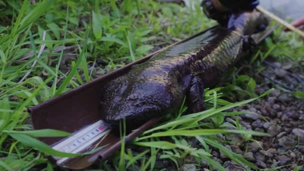 Andrias Japonicus Japanese Giant Salamander Being Studied — 图库视频影像