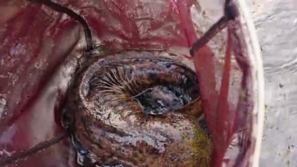 巨大的日本巨蟹 Andrias Japonicus 被渔网捕获 — 图库视频影像