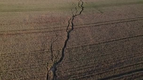 Ein Flug Über Einen Gepflasterten Weg Einem Feld Sommer Tschechien — Stockvideo