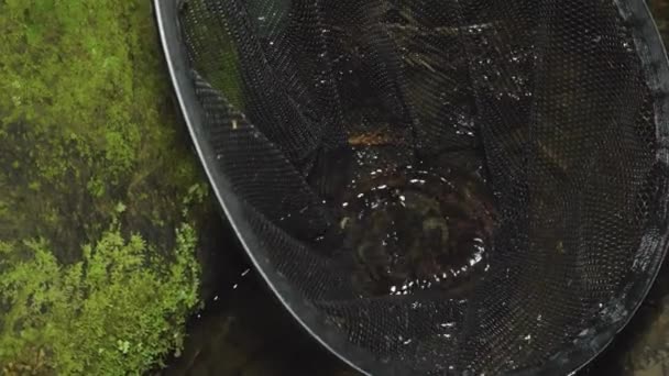 Pequeñas Andrias Japonicus Salamandra Gigante Japonesa Red Daisen Tottori — Vídeos de Stock