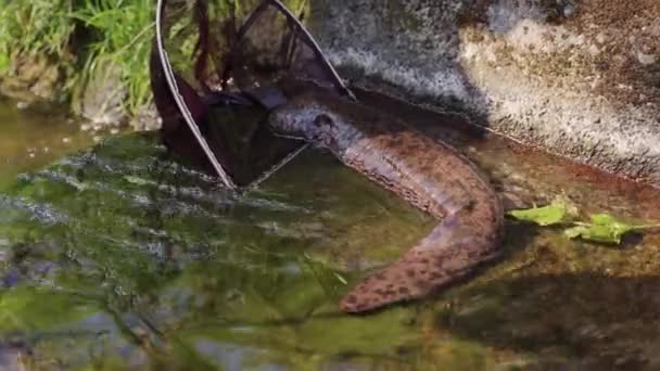 Gigante Japonés Salamandra Atascado Presa Hormigón Que Está Siendo Rescatado — Vídeos de Stock