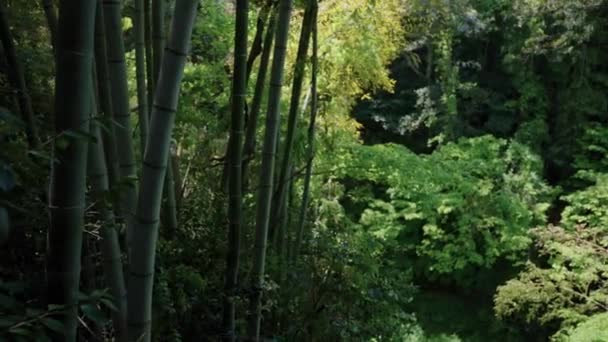 Bambuskog Tottori Japan Slow Pan Den Varma Dagen — Stockvideo