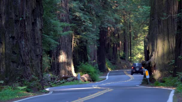 Biler Kører Avenue Giants Vej Humboldt State Park – Stock-video