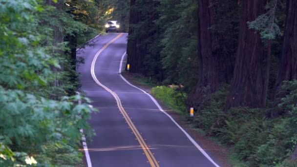 Auto Rijden Avenue Giants Weg Het Humboldt State Park — Stockvideo