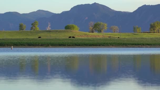 Colorado Nun Önde Gelen Tepelerinde Otlayan Sığırlar — Stok video