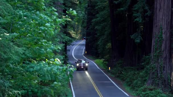 Auta Jedoucí Silnici Avenue Giants Humboldt State Park — Stock video