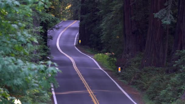 Coches Que Conducen Avenida Los Gigantes Parque Estatal Humboldt — Vídeo de stock