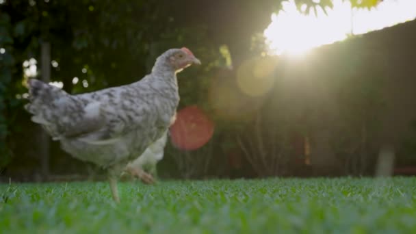 Gallo Asiático Blanco Negro Con Destello Solar — Vídeos de Stock