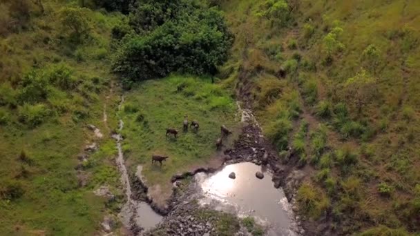 Widok Lotu Ptaka Stada Bawołów Przylądkowych Mokradłach Gabonu — Wideo stockowe