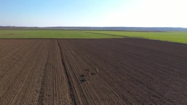 Três Veados Roe Correndo Campo Arado Dia Ensolarado Drone Aéreo — Vídeo de Stock