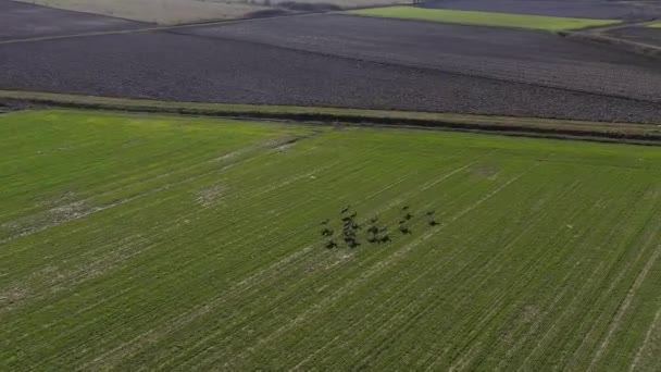 Grupo Veados Roe Correndo Mesma Direção Todo Campo Verde Drone — Vídeo de Stock