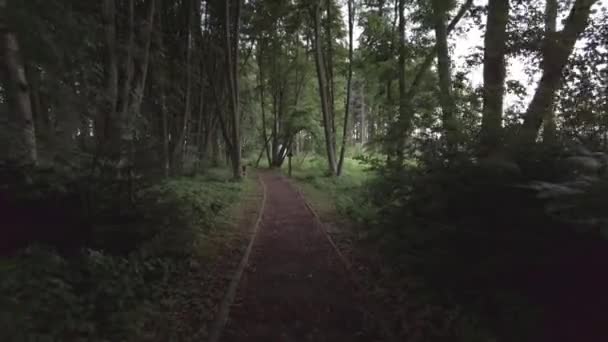 Тихий Прохід Через Темний Ліс Високими Деревами Луг Стежці Влітку — стокове відео