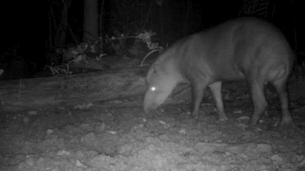 Tapir Salvaje Selva Tropical Por Noche — Vídeo de stock