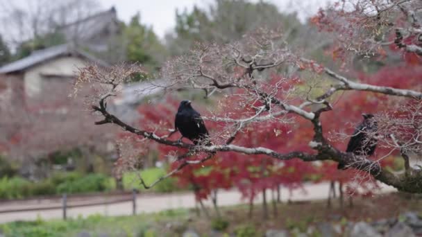 Corvos Bico Grande Sentados Árvore Outono Japão — Vídeo de Stock